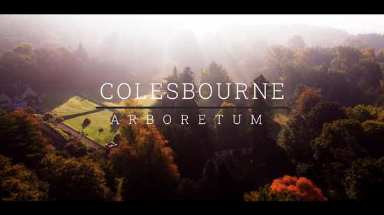 Colesbourne Arboretum